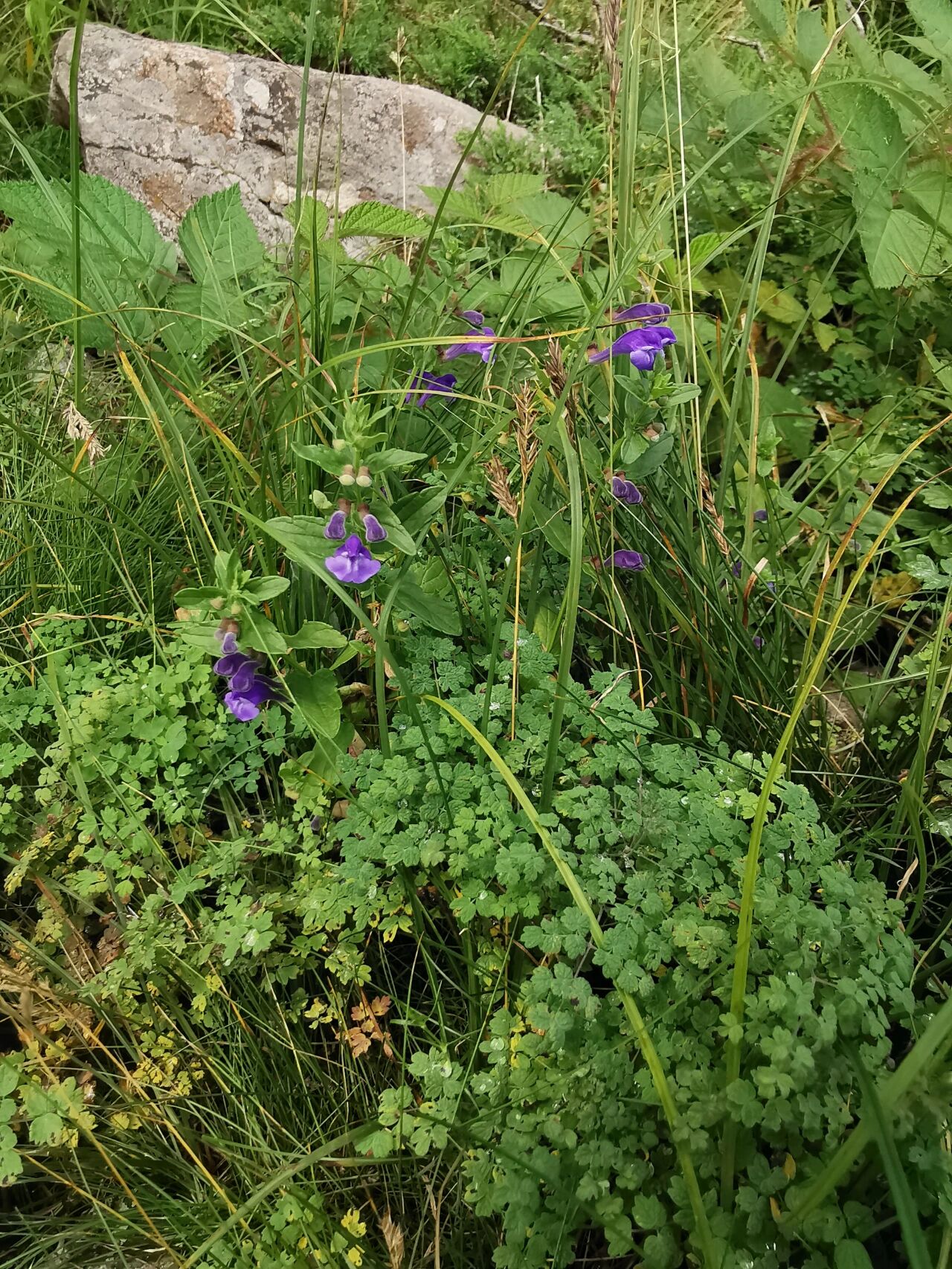 并头黄芩 唇形科黄芩属