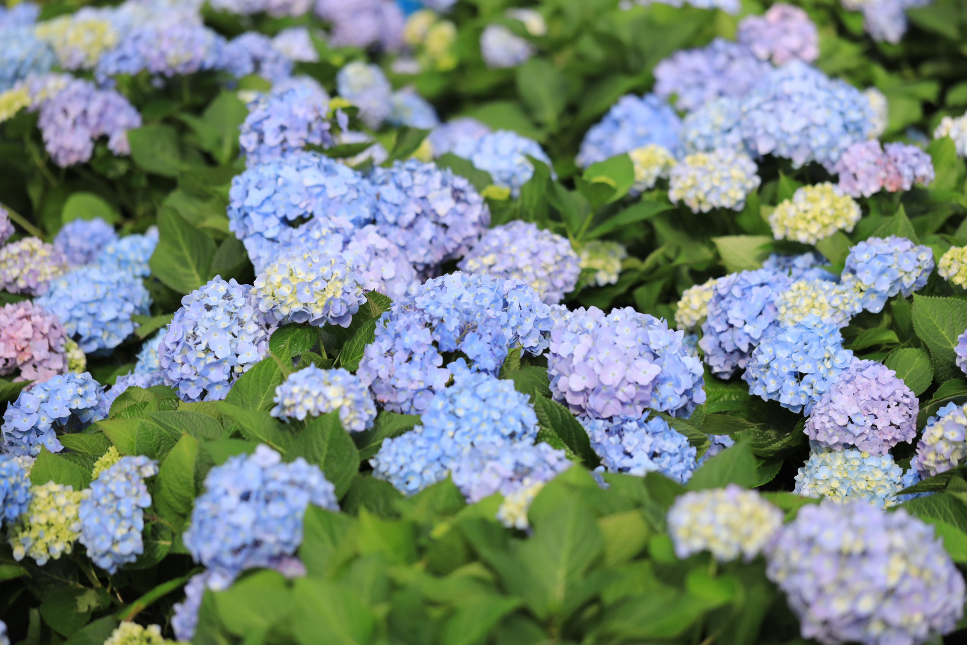 新老枝开花绣球清单,北方花友请收藏!