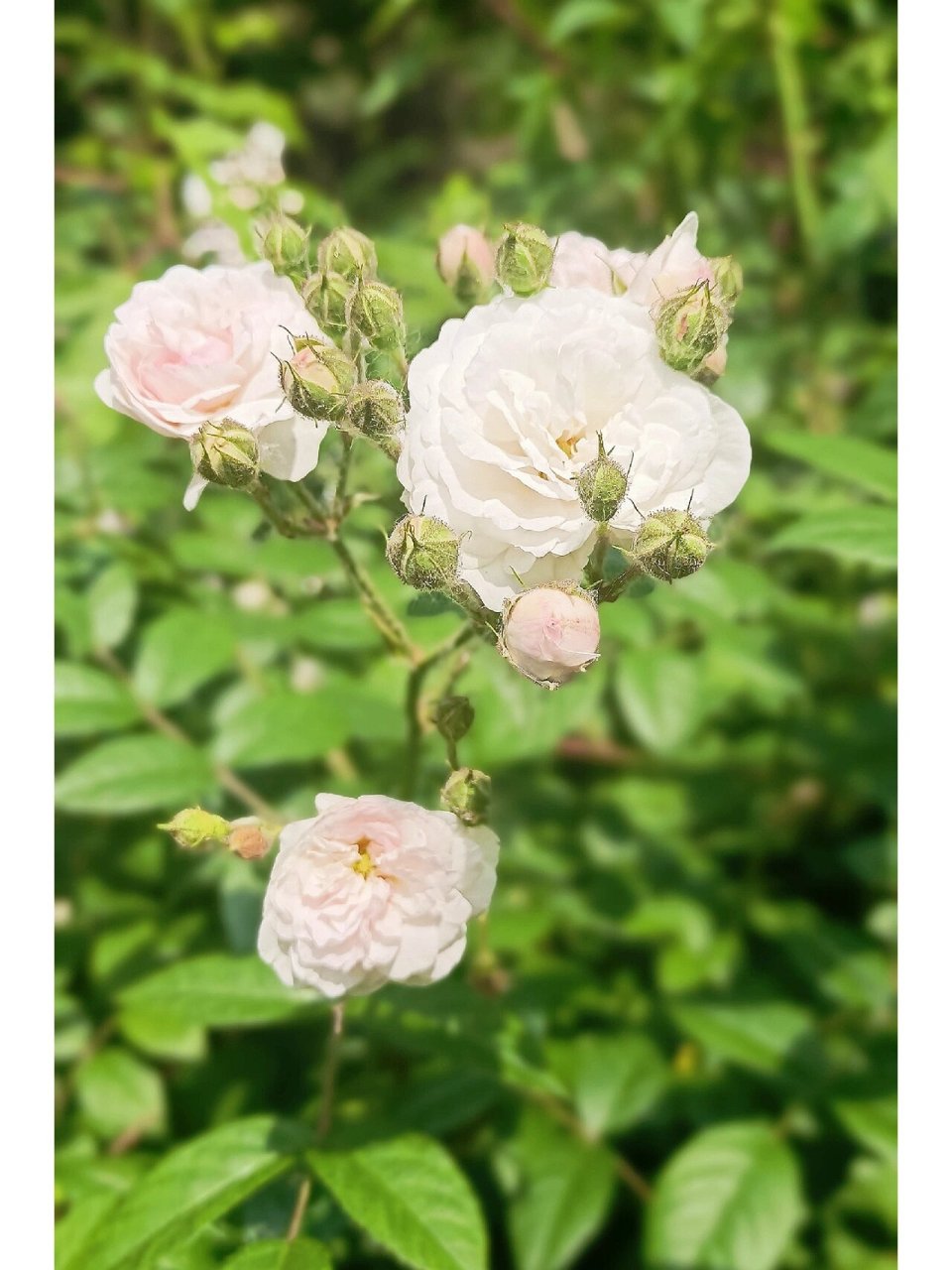 白玉堂—蔷薇 白玉堂是野蔷薇的一个变种,攀援灌木,小枝圆柱形;羽状