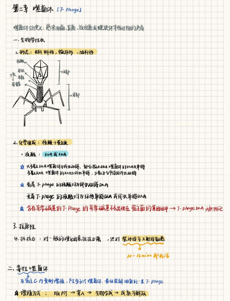 噬菌体结构图手绘图片