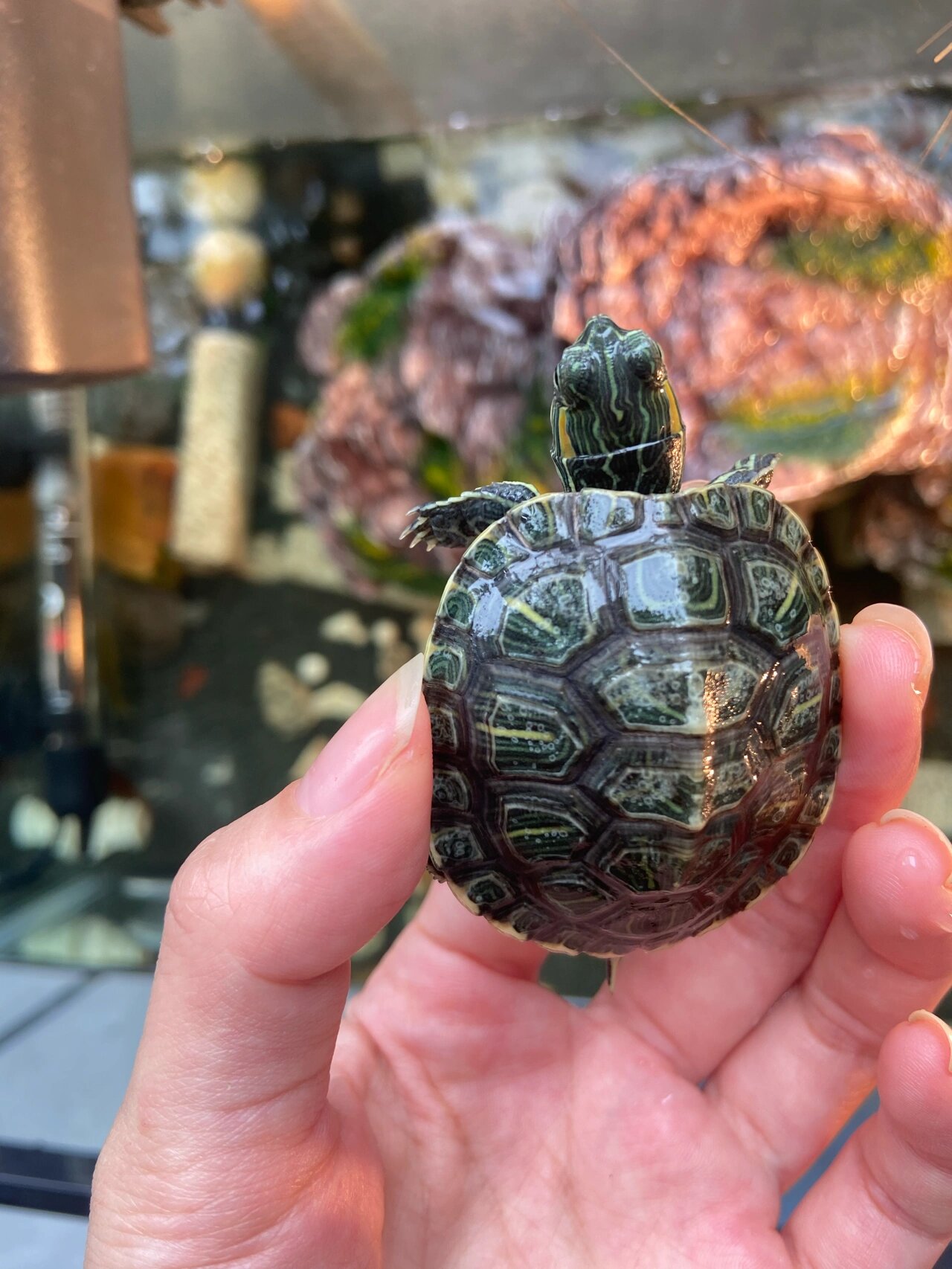 巴西龟龟壳表面变白了