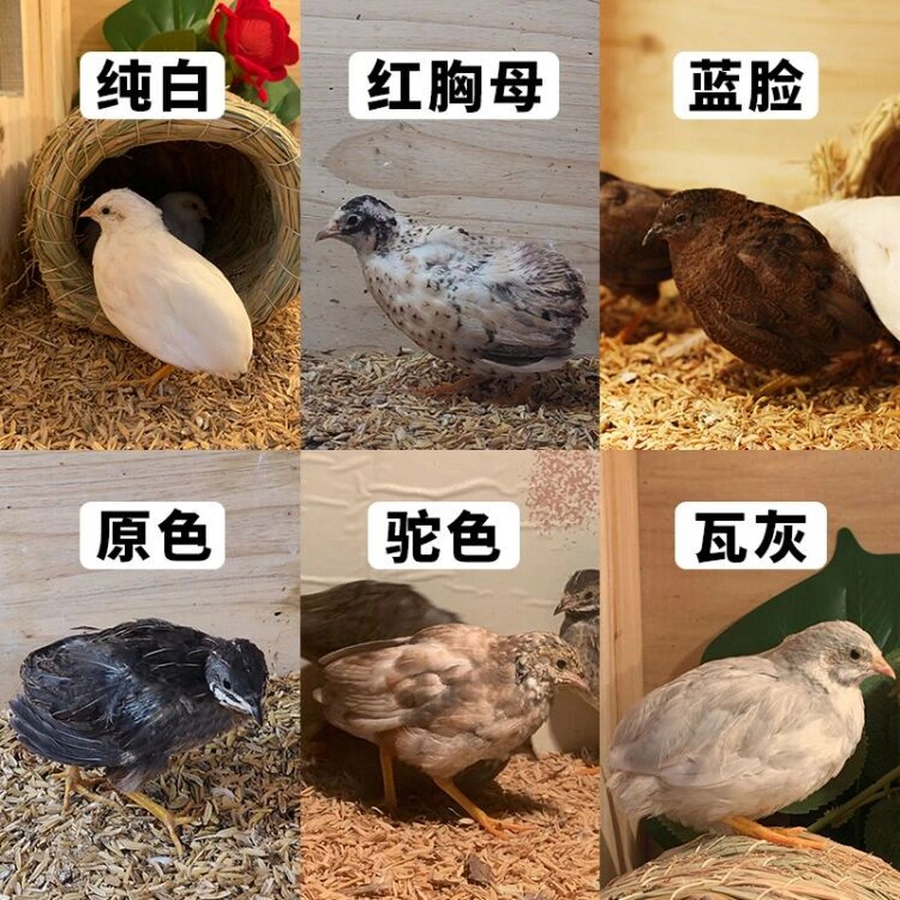 芦丁鸡品种介绍新人必看!