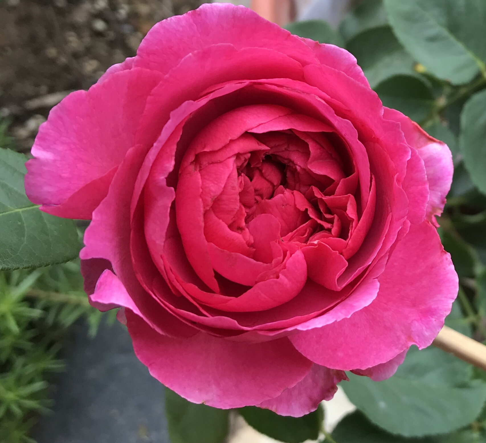 伊芙胭脂口红96月季 卖家发的随机苗,看样子是胭脂口红 经典玫瑰香