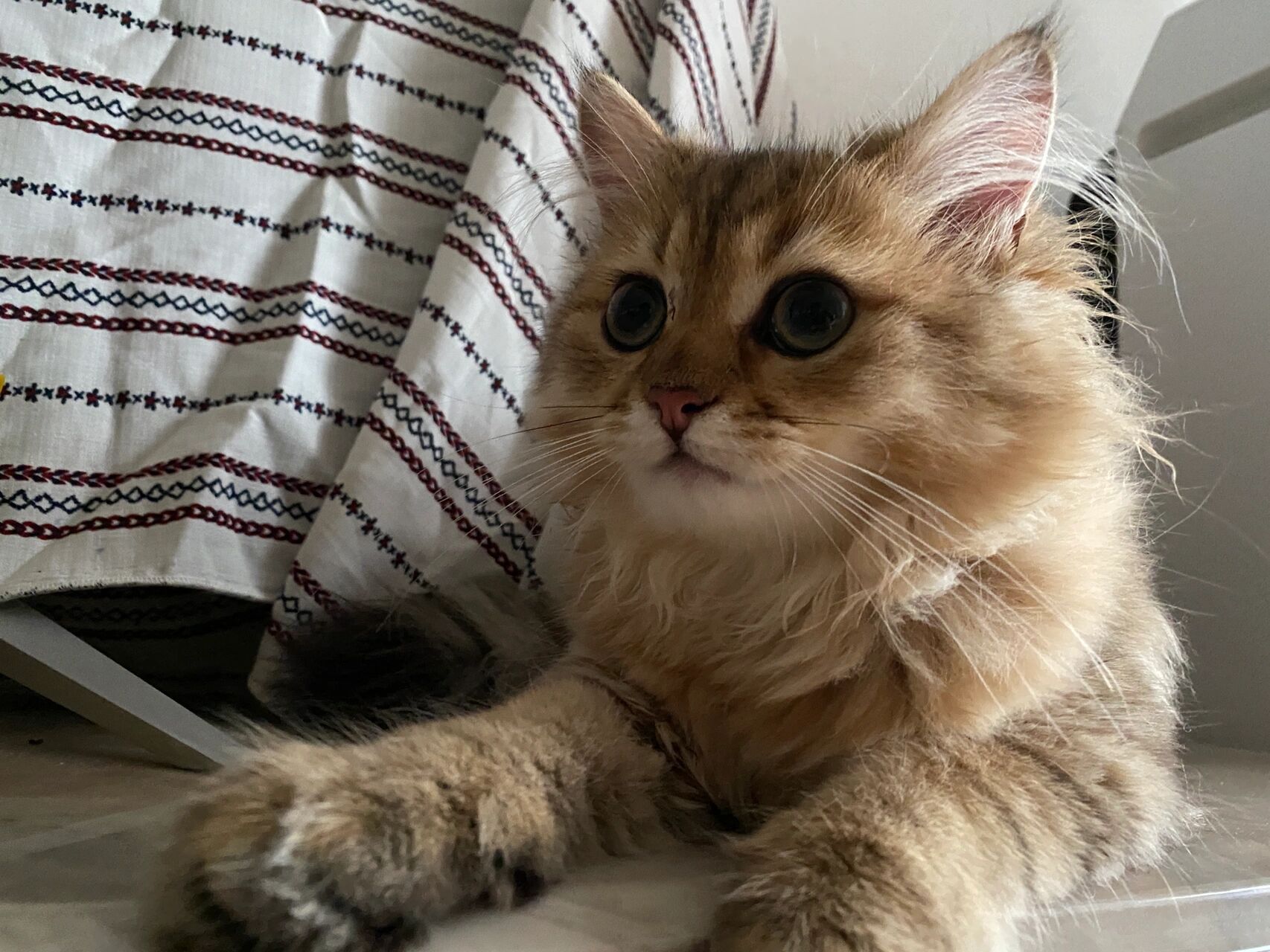 4斤了,请问下大家成年金虎斑猫一般能有多重,体型大吗?