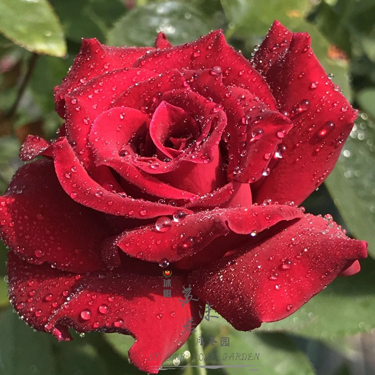 苏沫若精品月季【红丘/天家胭脂】 品种名称: 红丘(河本纯子) 又名:天