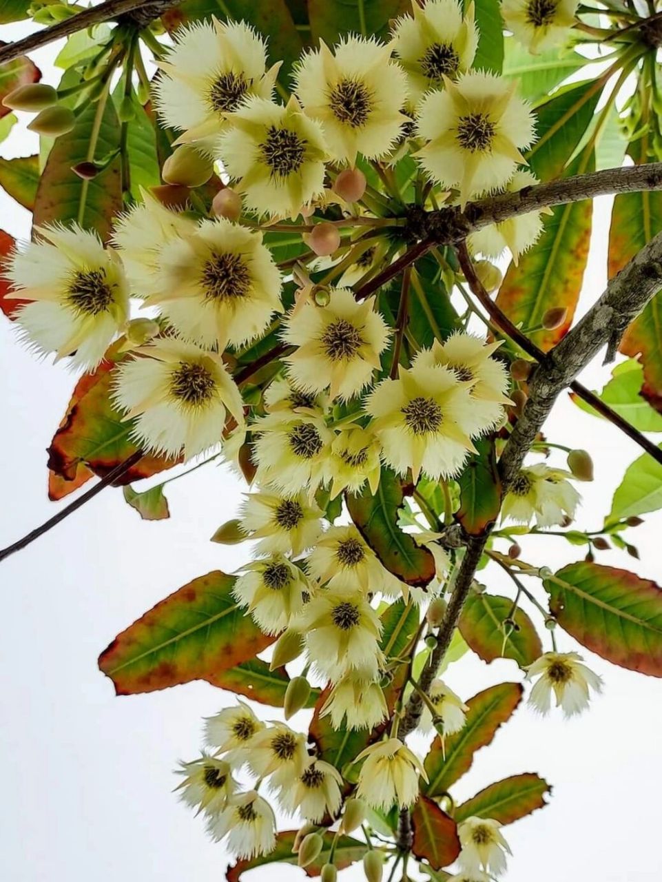水石榕花 分享 总状花序生当年枝的叶腋内,长5-7cm,有花2-6朵;花较大