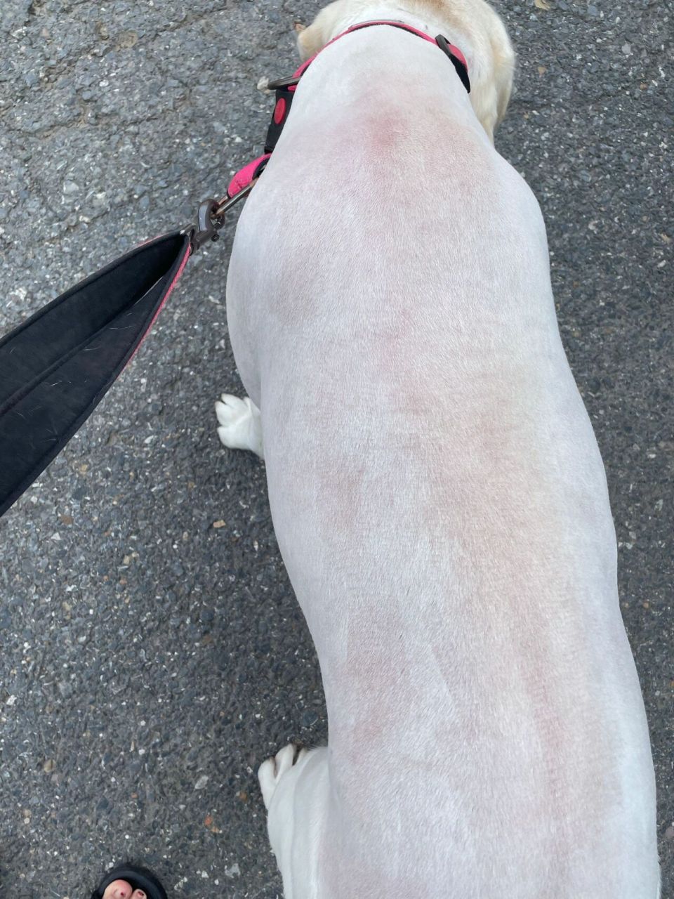 拉布拉多剃毛 千万别给狗剃毛了,刚剃完就一块红,现在后背一大片红