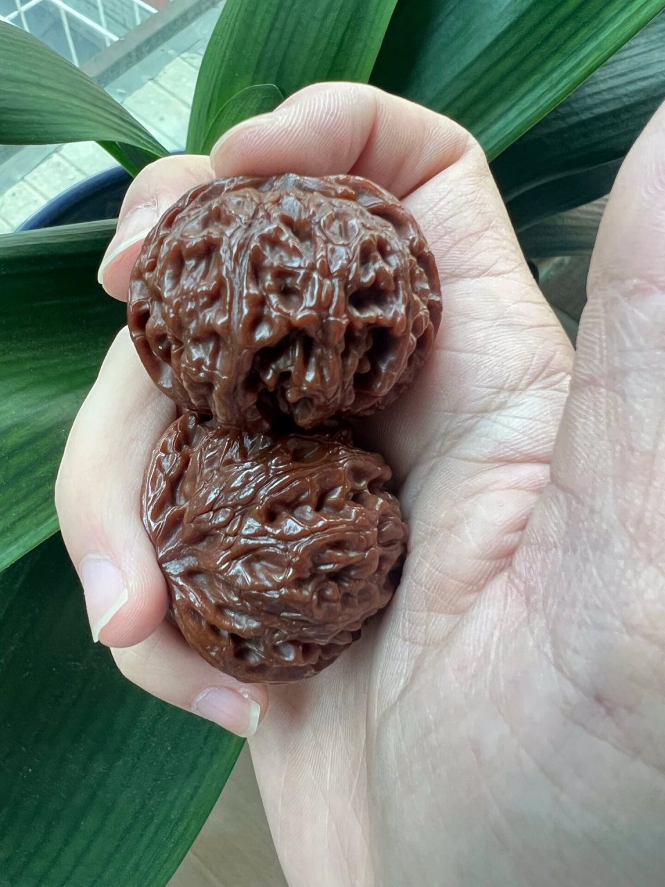 玉化的核桃 没见过玉化程度这么高的苹果圆 几乎一整个透光 颜色深红