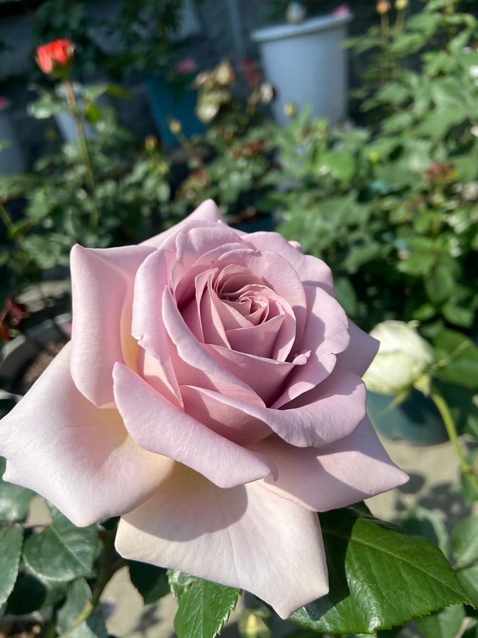 我和我的100颗月季之拿铁咖啡 45号选手:拿铁咖啡 花瓣厚实,花多大,耐