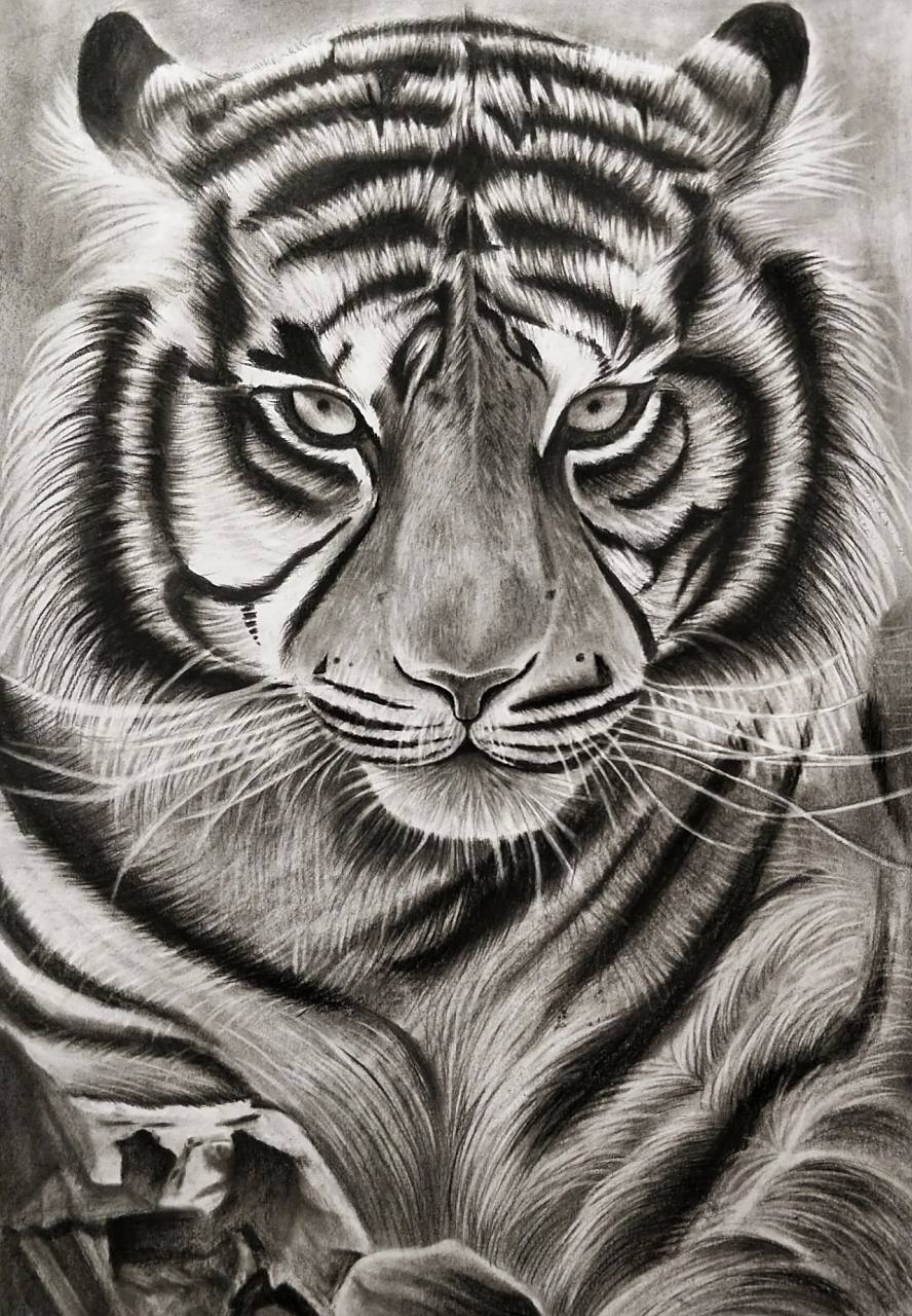 老虎精微素描步骤图来啦~ 铅笔起形,碳笔上色,要记得每一条斑纹用擦笔