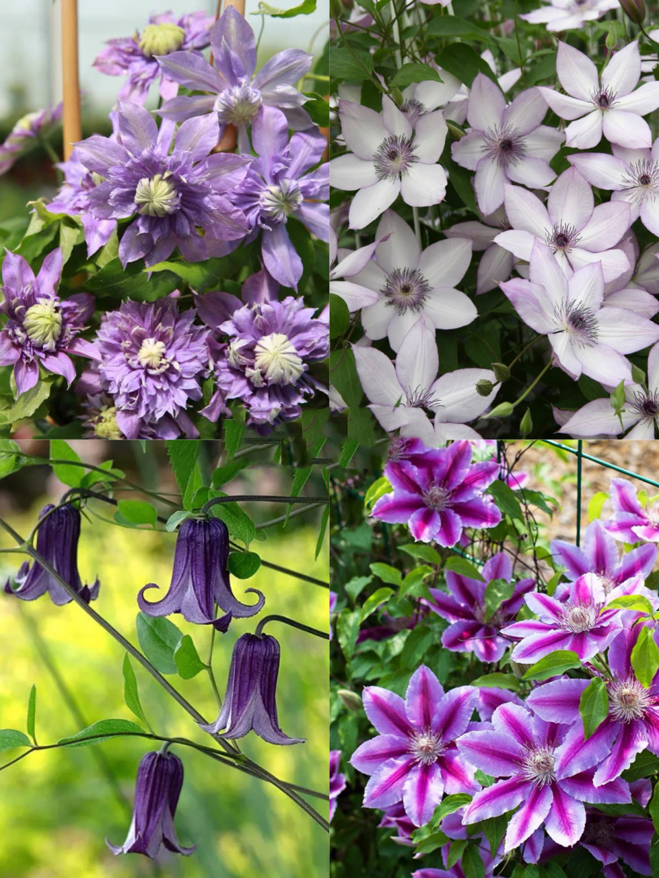 20款开花惊艳的铁线莲品种推荐 铁线莲有藤本皇后的美称 ,品种层出不