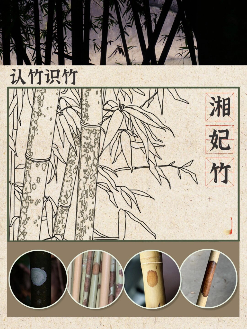 湘妃竹又名斑竹,它秀拔莹润,竹竿布满雅丽的紫色斑点,宛如泪痕,正如