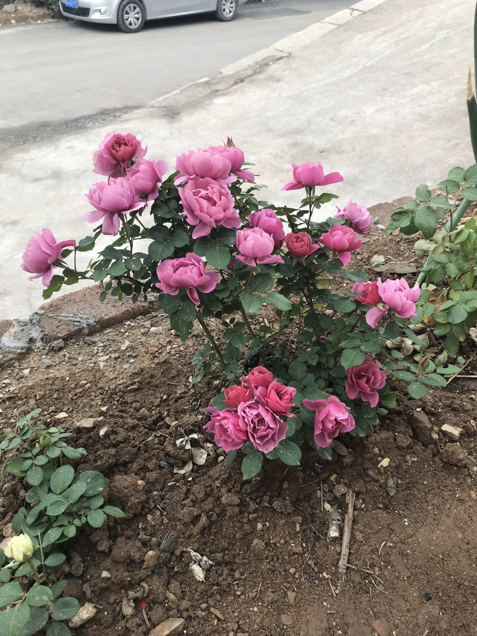 月季-葵 除了无香没有毛病,不论是单独拿出来还是当背景都好看,花量大