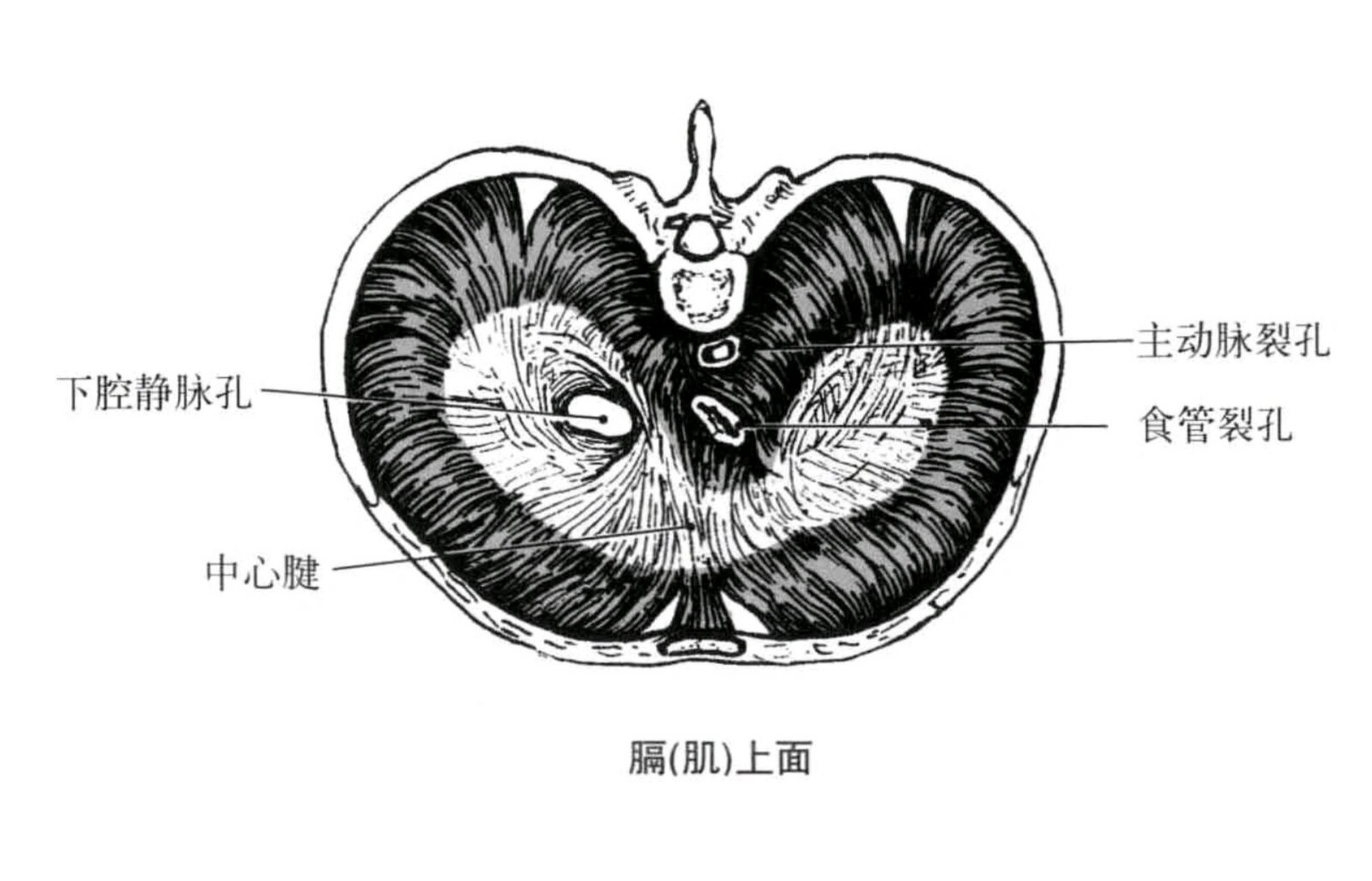 膈肌手绘图片