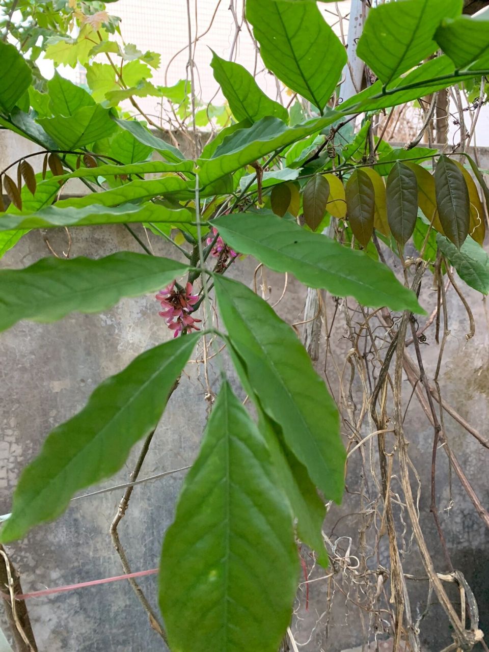 万万没想到家里还有这个(大罗伞) 老妈之前摔伤,这颗草药不知道老妈