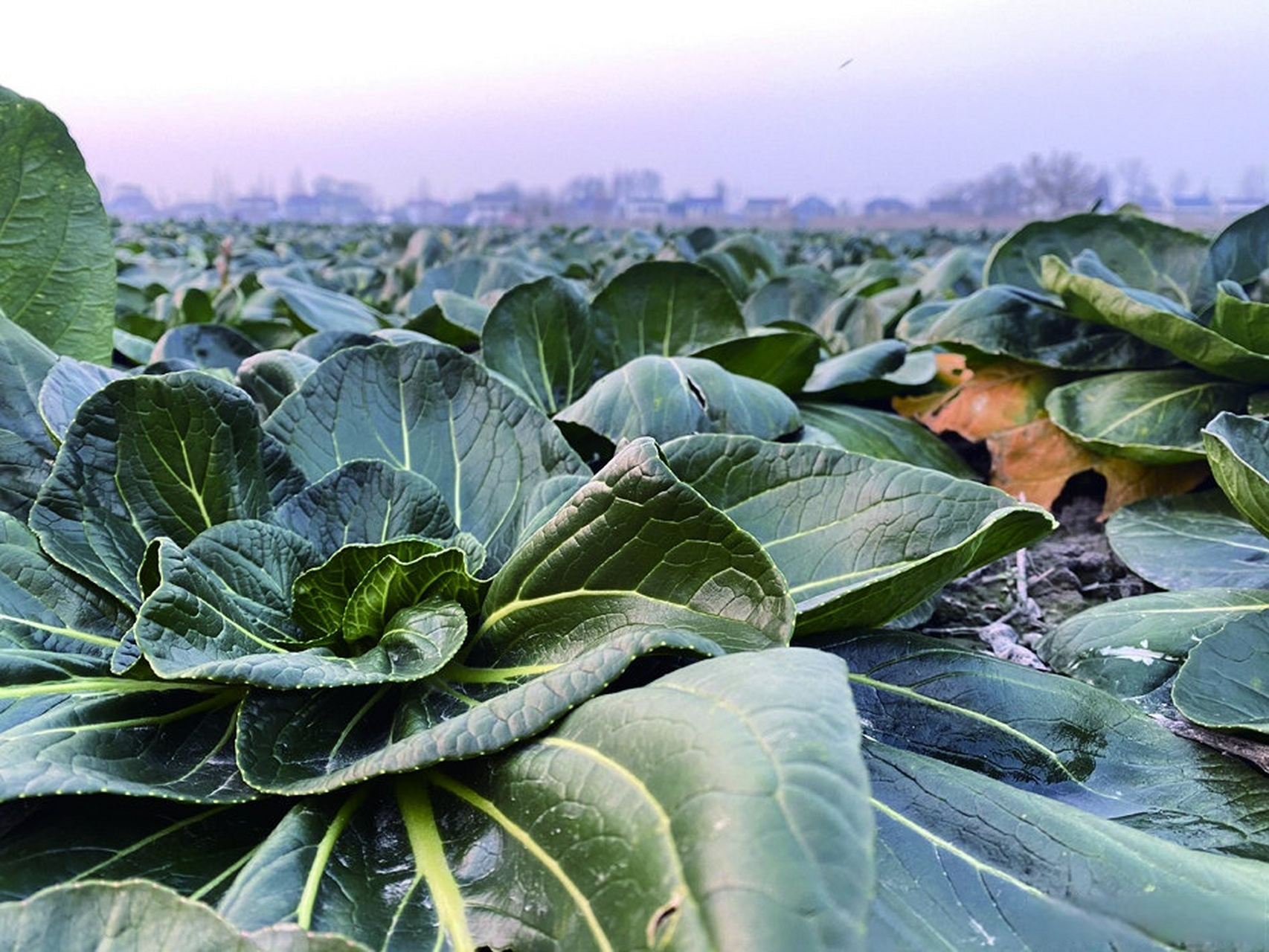 近日,在我市搬經鎮龍橋村的黑塌菜種植基地內,工人們正忙著採摘,裝運