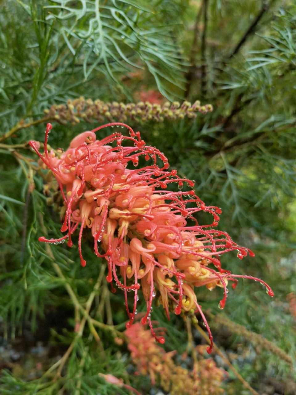 喜欢🌸,欣赏🌸-红花银桦 红花银桦 山龙眼科银桦属,见《华南植物