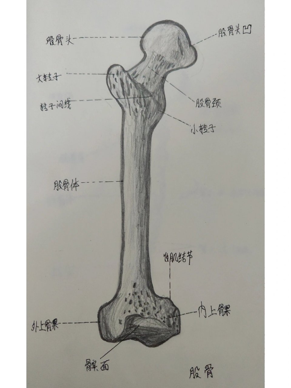 大腿骨 男人图片