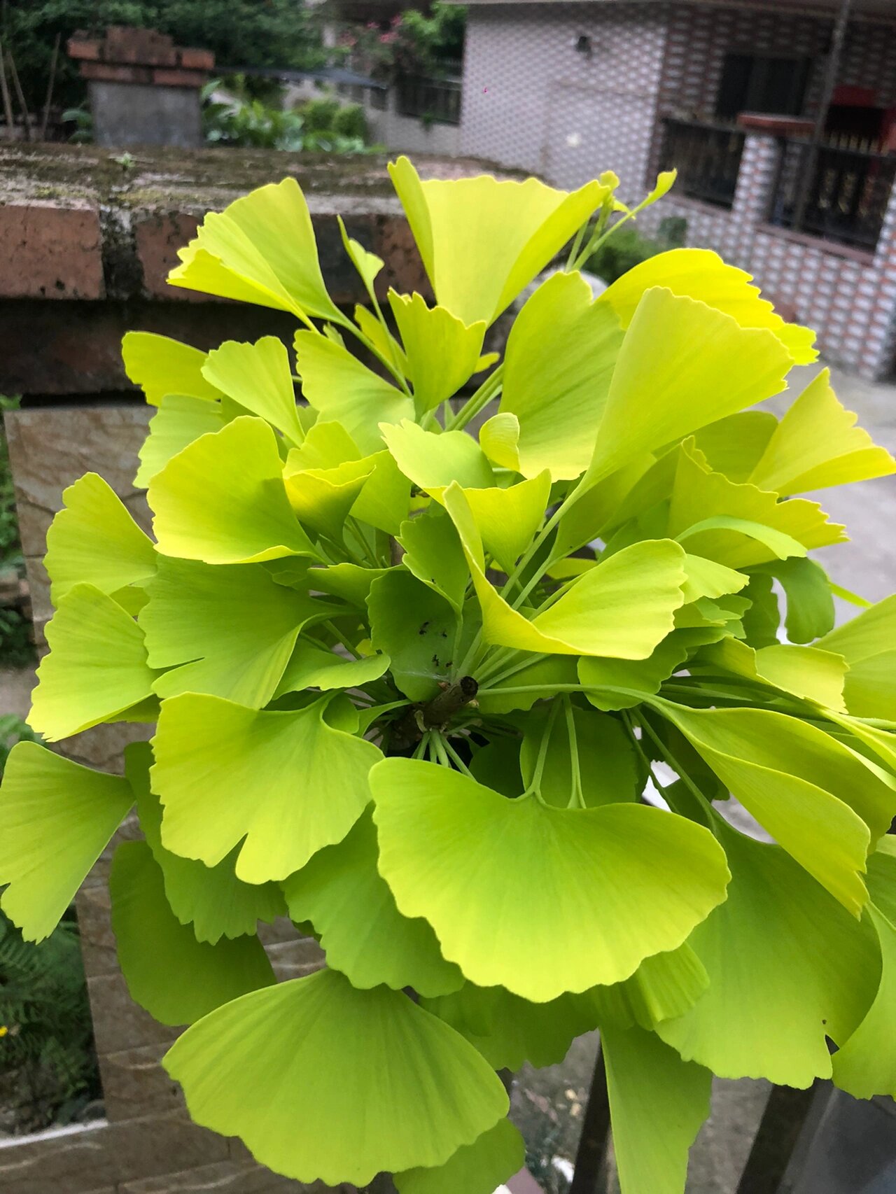 (金叶银杏只有嫁接)