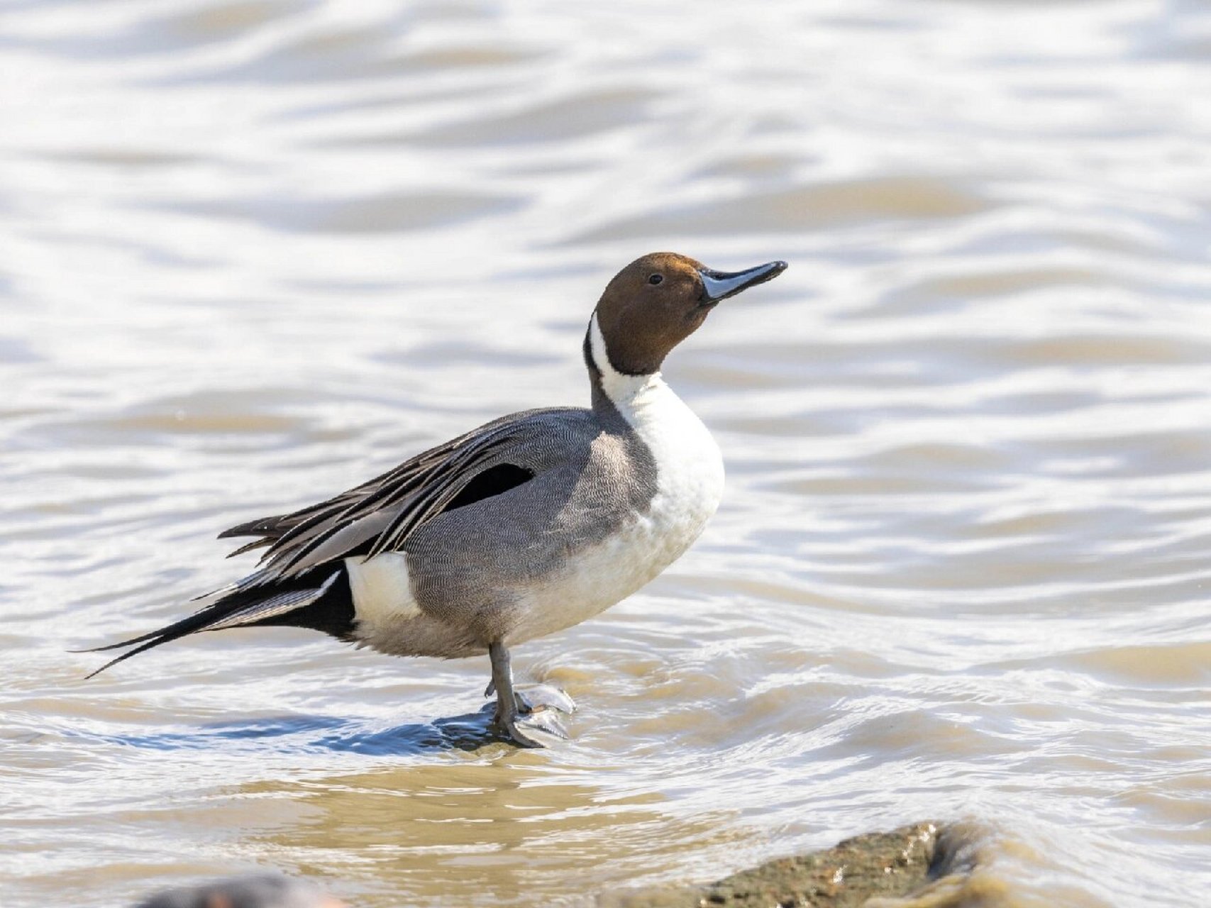 针尾鸭 原创拍摄于深圳湾 	 针尾鸭,雁形目鸭科鸭属