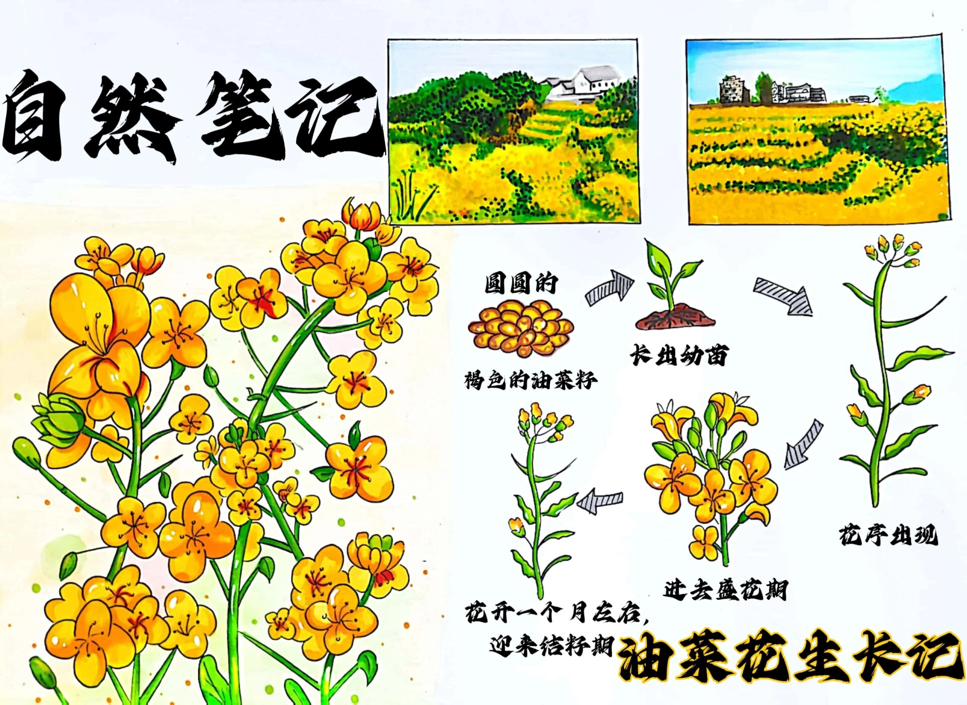 植物记录卡怎么做图片三年级油菜花的简单介绍