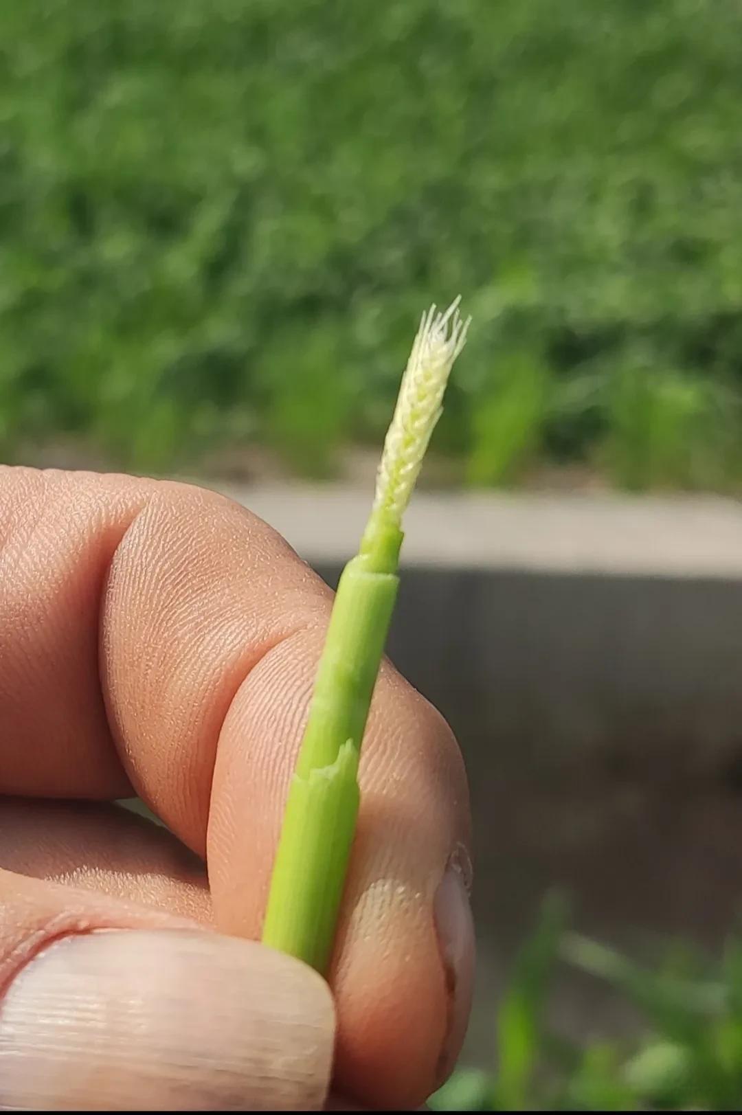 我区小麦目前整体来说就其长势良莠不齐