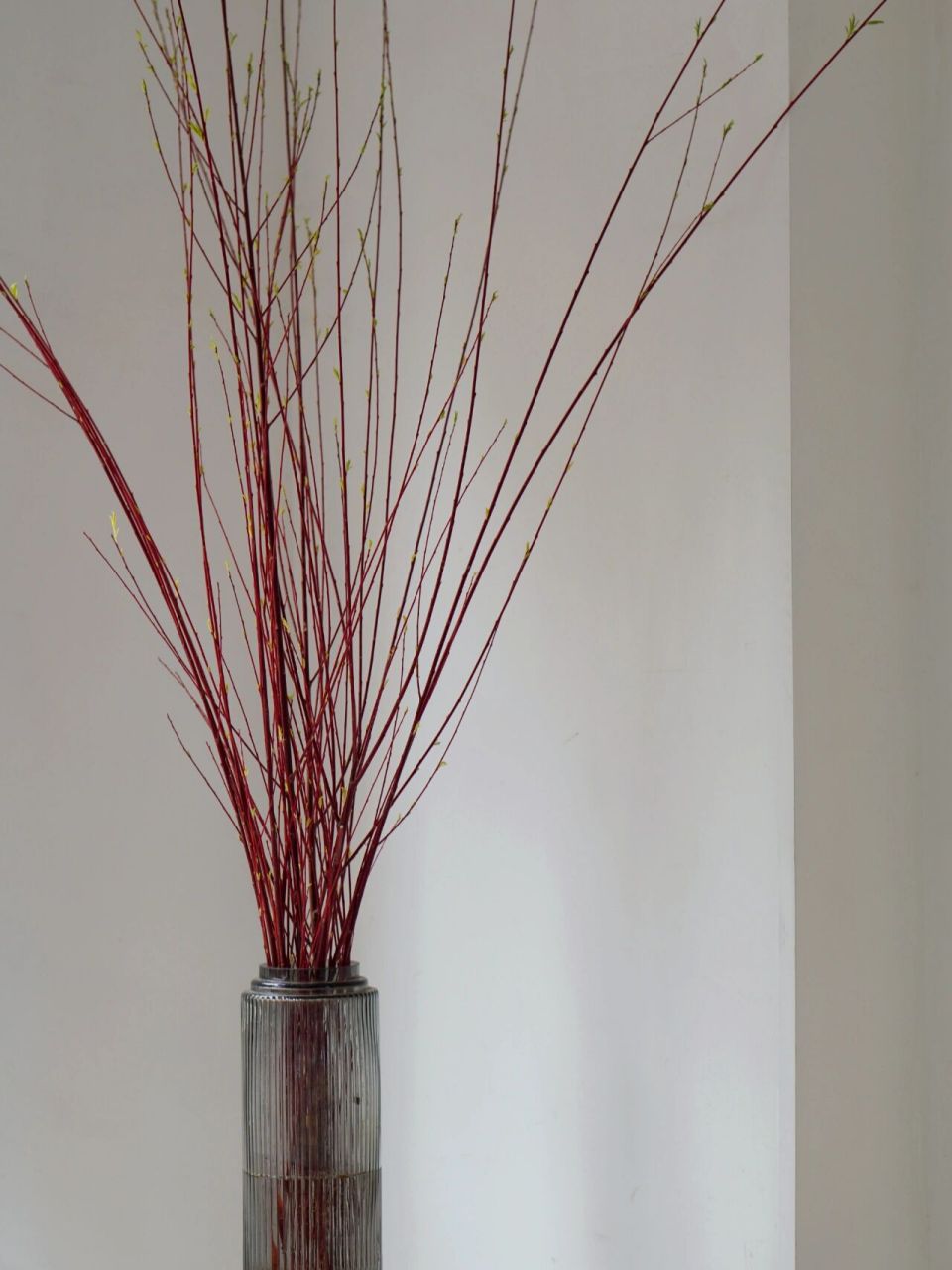 【红柳】 | 简约大气的懒人花材 红柳又被称作"红瑞木",是怪柳科植物.