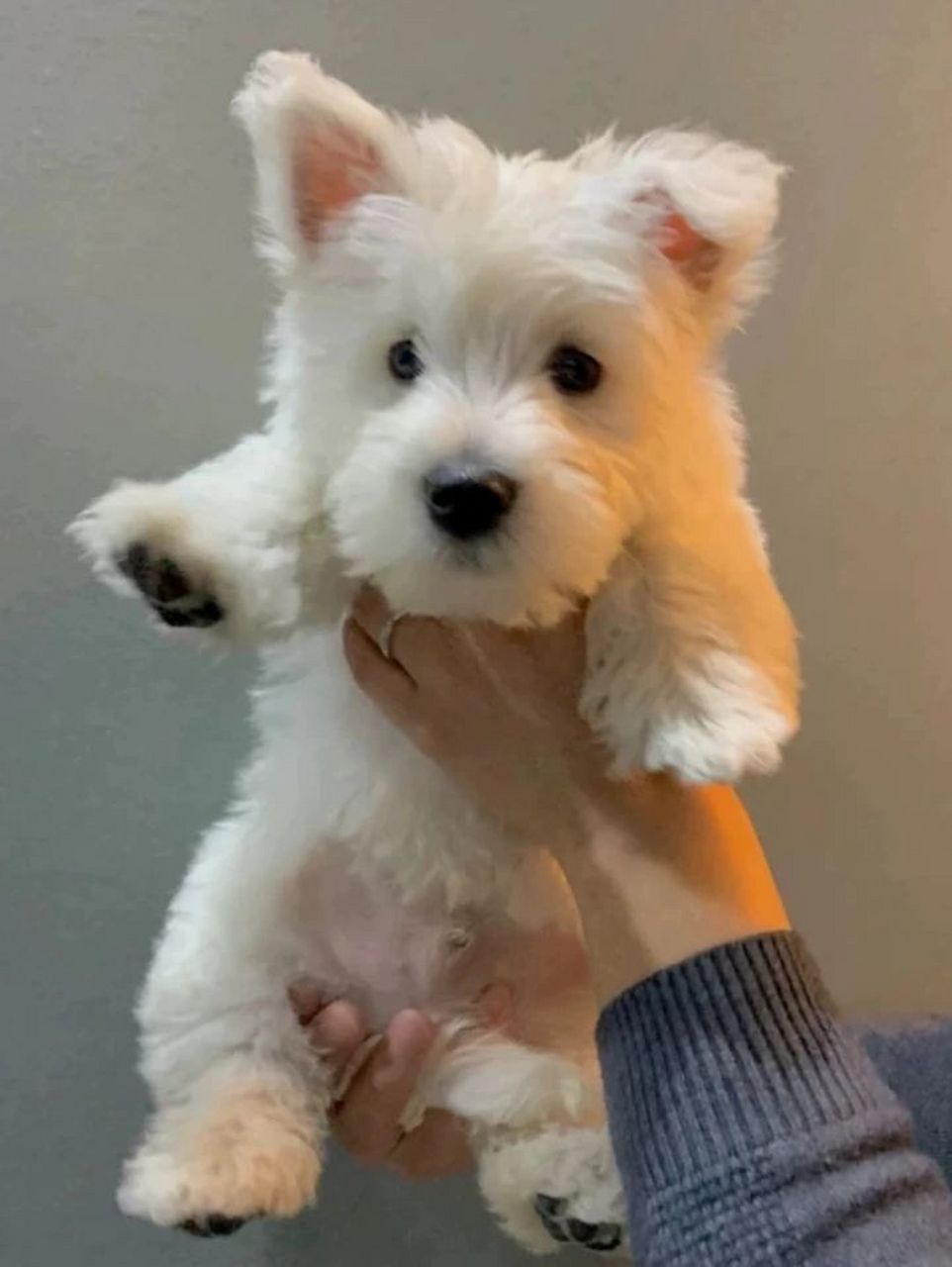 西高地白梗幼犬成本价出售97(坐标上海) 西高地幼犬两个月多,西高地