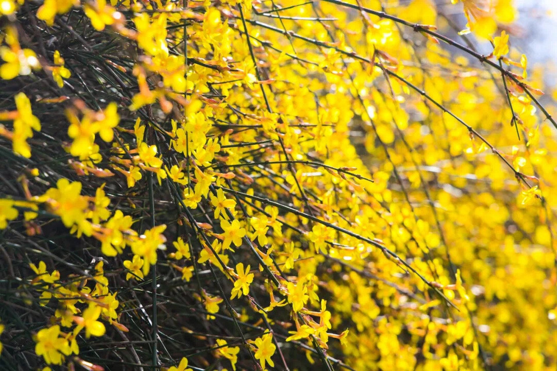 盘点迎春花和连翘的区别 迎春花作为春日里最常见的花朵,金灿灿的小