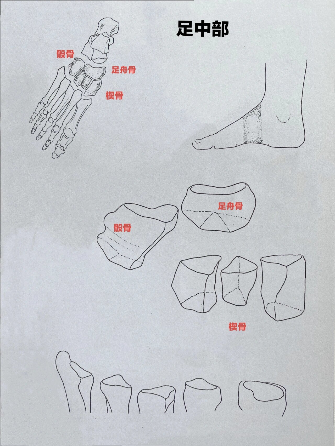 跗横关节图片