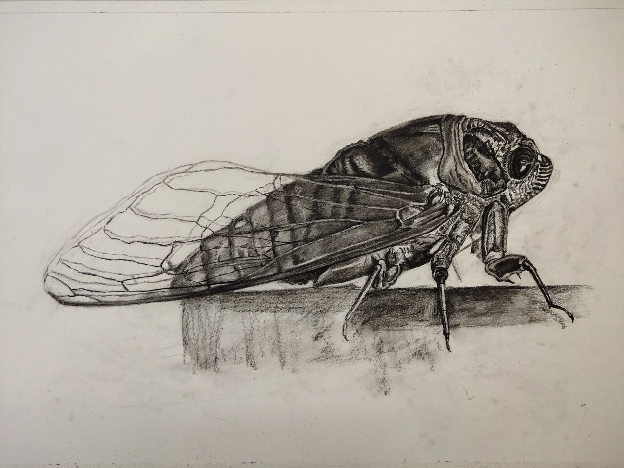 美术生对夏天的怀念,一只蝉的完成步骤!  素描