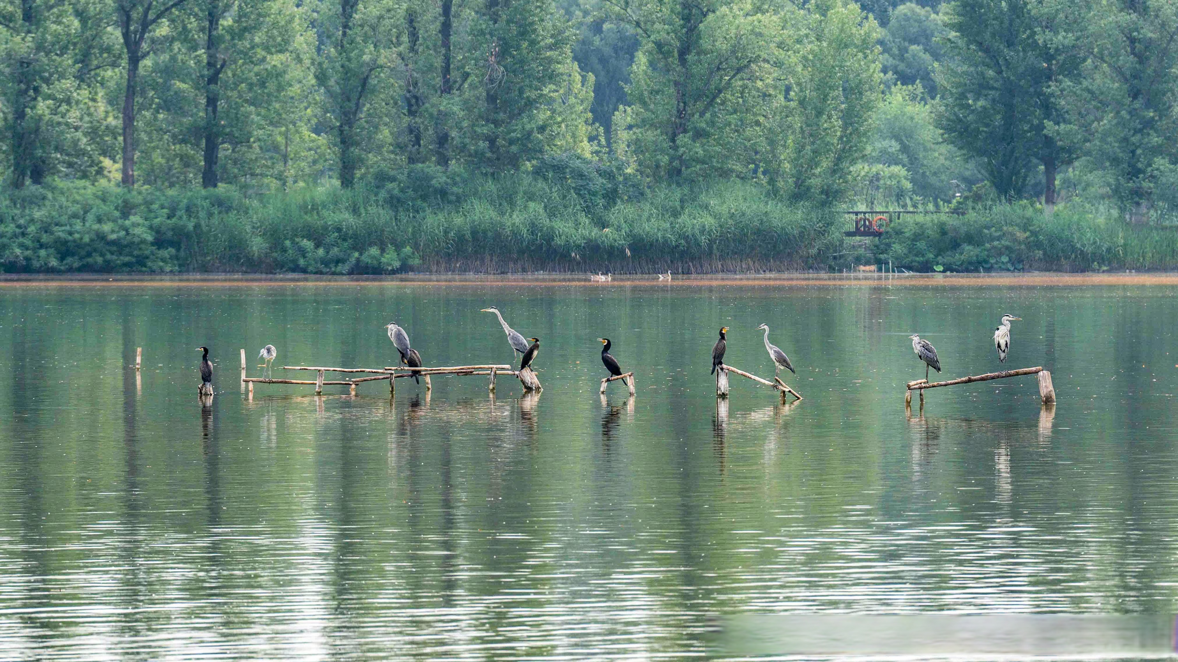 湿地公园观鸟照片鸿雁鸟的图片湿地鸿雁沙北湿地观鸟园‌观鸟湿地