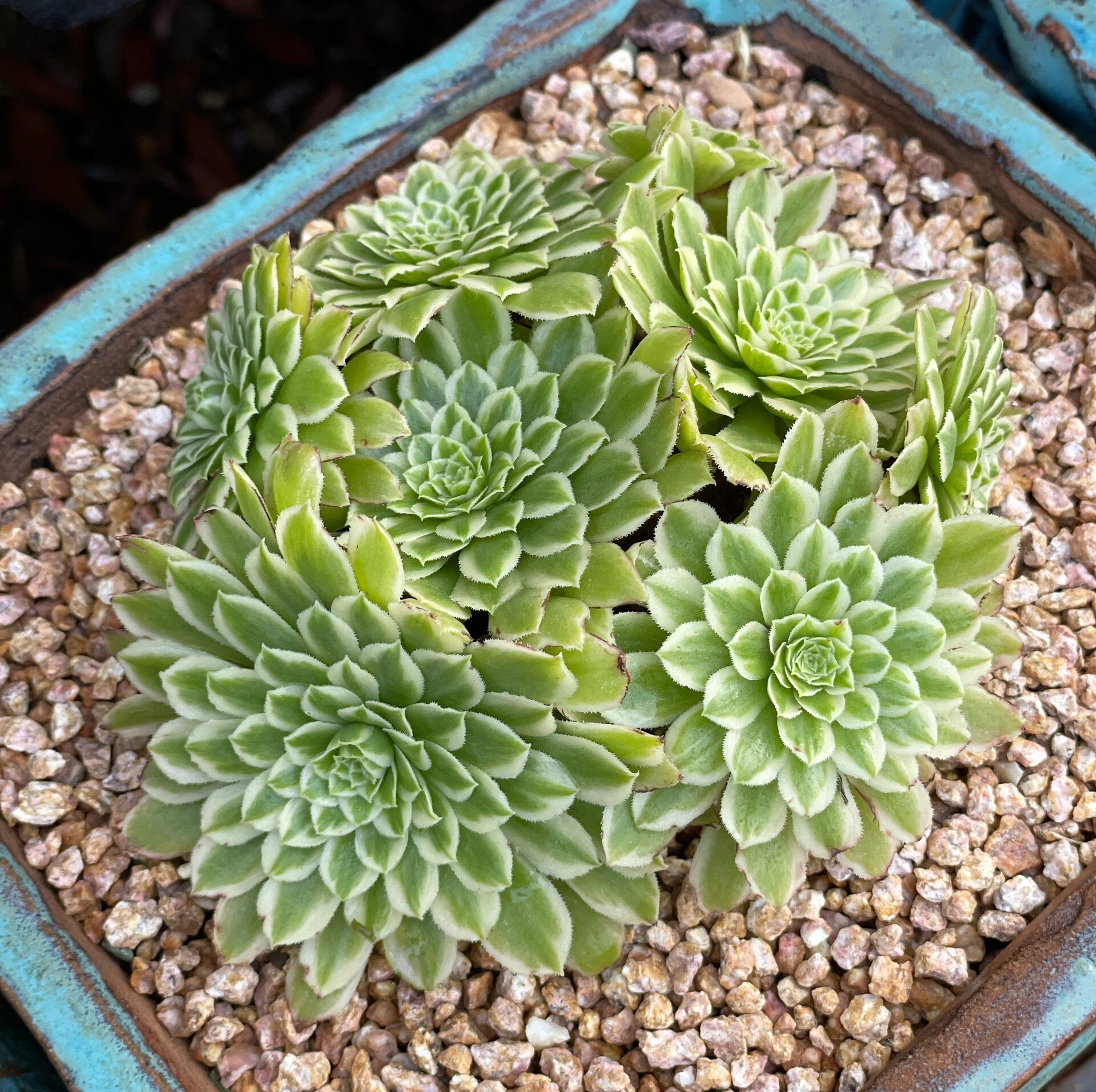 每日认识一种多肉:翡翠冰法师 00基本信息: 多肉名称:翡翠冰法师