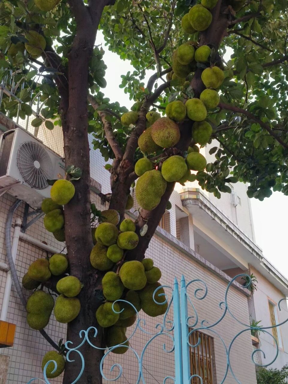 菠萝蜜树 姐妹们我是第一次见这种结果菠萝蜜树啊,北方的妹子是感觉好