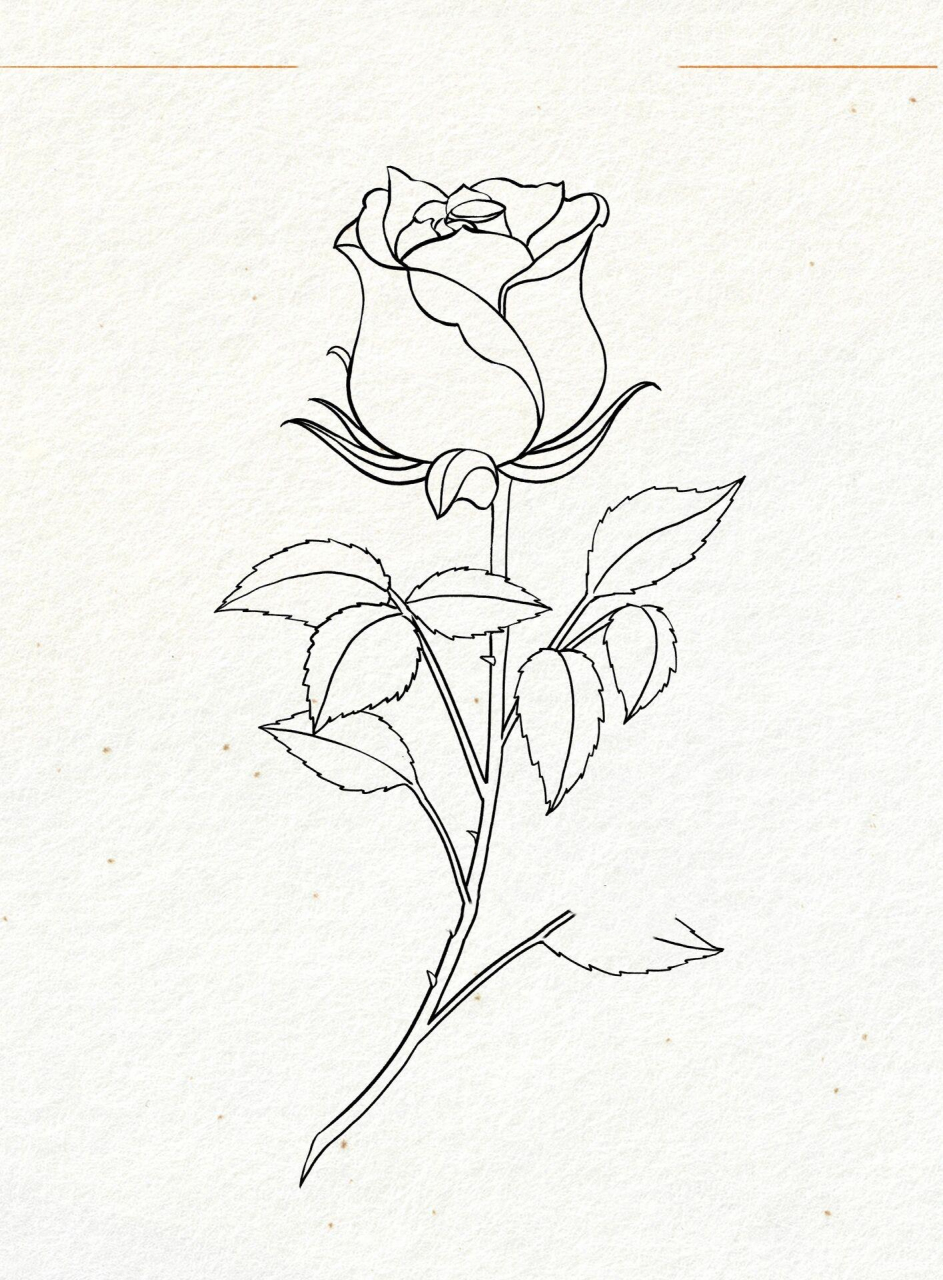 玫瑰花侧面画法图片