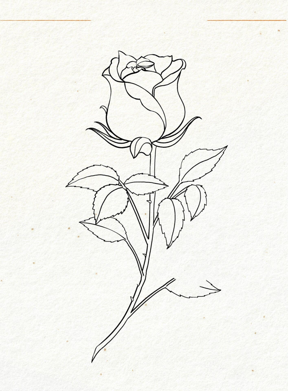 玫瑰花的画法 | 多角度线稿 | 绘画教程 练习了一下画玫瑰花,玫瑰花