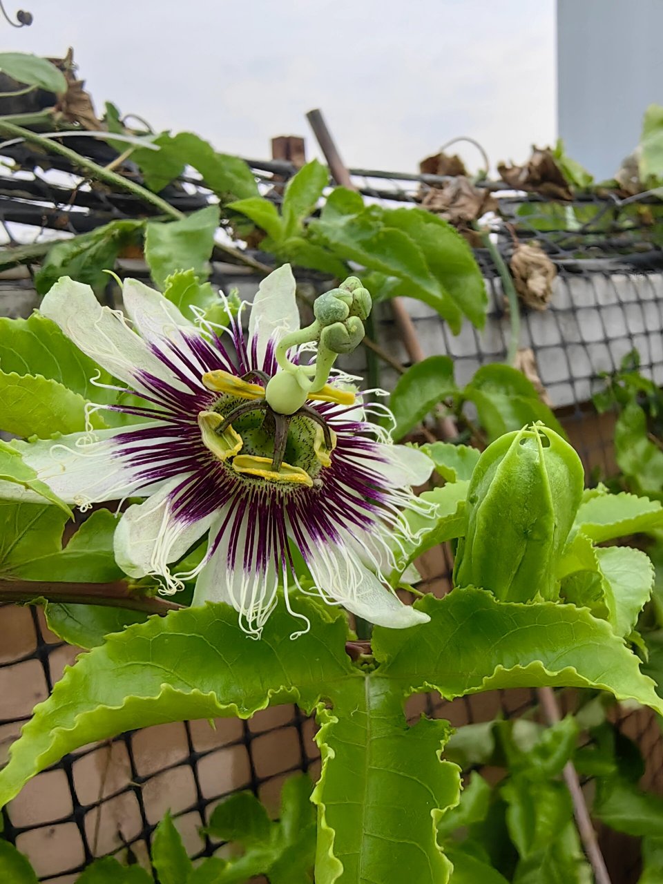 百香果花结构图图片