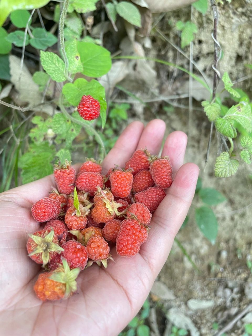 树莓,覆盆子,野草莓傻傻分不清 简单的说,地上长得那种是野草莓,树上