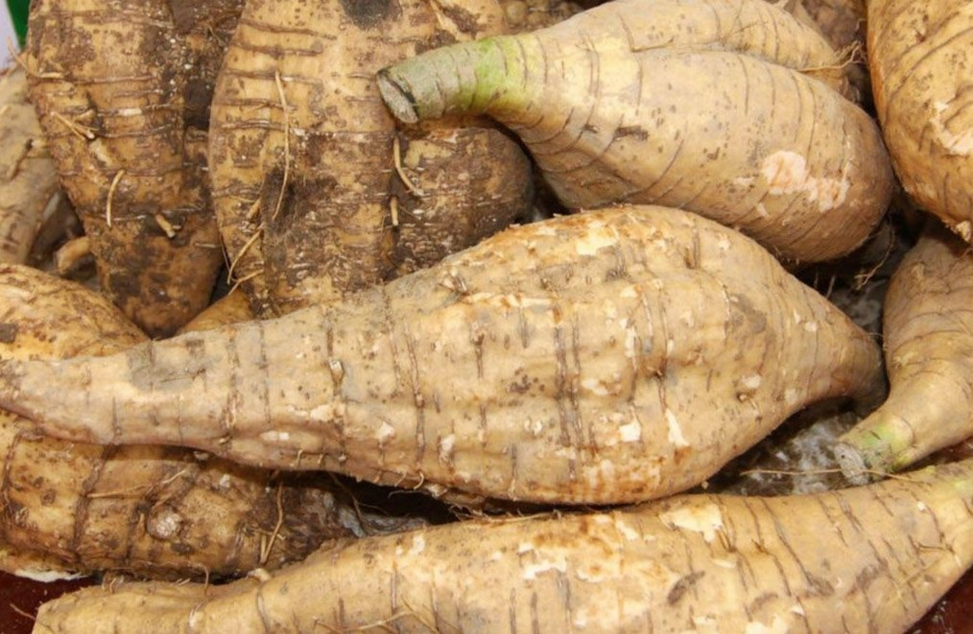 葛根/葛 葛/葛根 葛:豆科,葛屬多年生草質藤本植物,塊根肥厚圓柱狀,葉