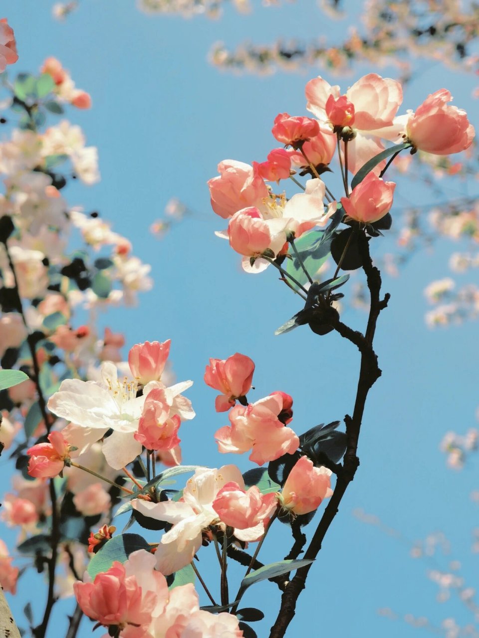 960_1280竖版 竖屏