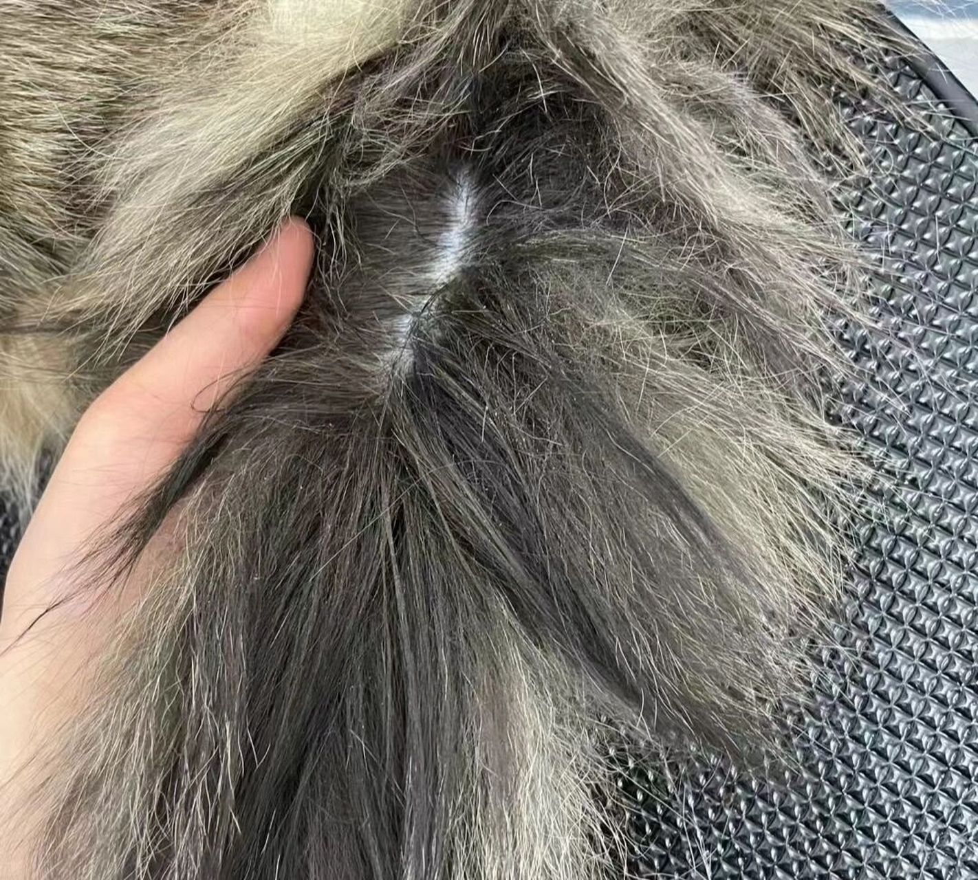 猫咪种马尾 【一个知识点986993】 9499猫咪种马尾病又叫尾