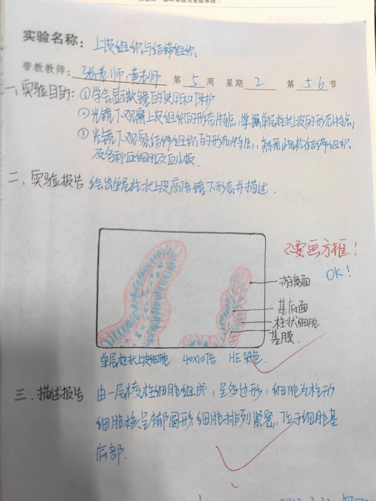 柱状上皮细胞绘图图片