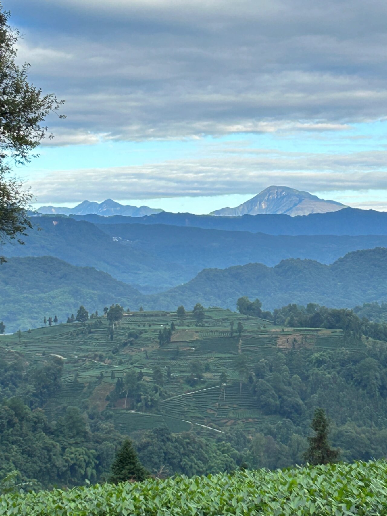 四川雅安蒙顶山牛碾坪万亩茶园秋景94