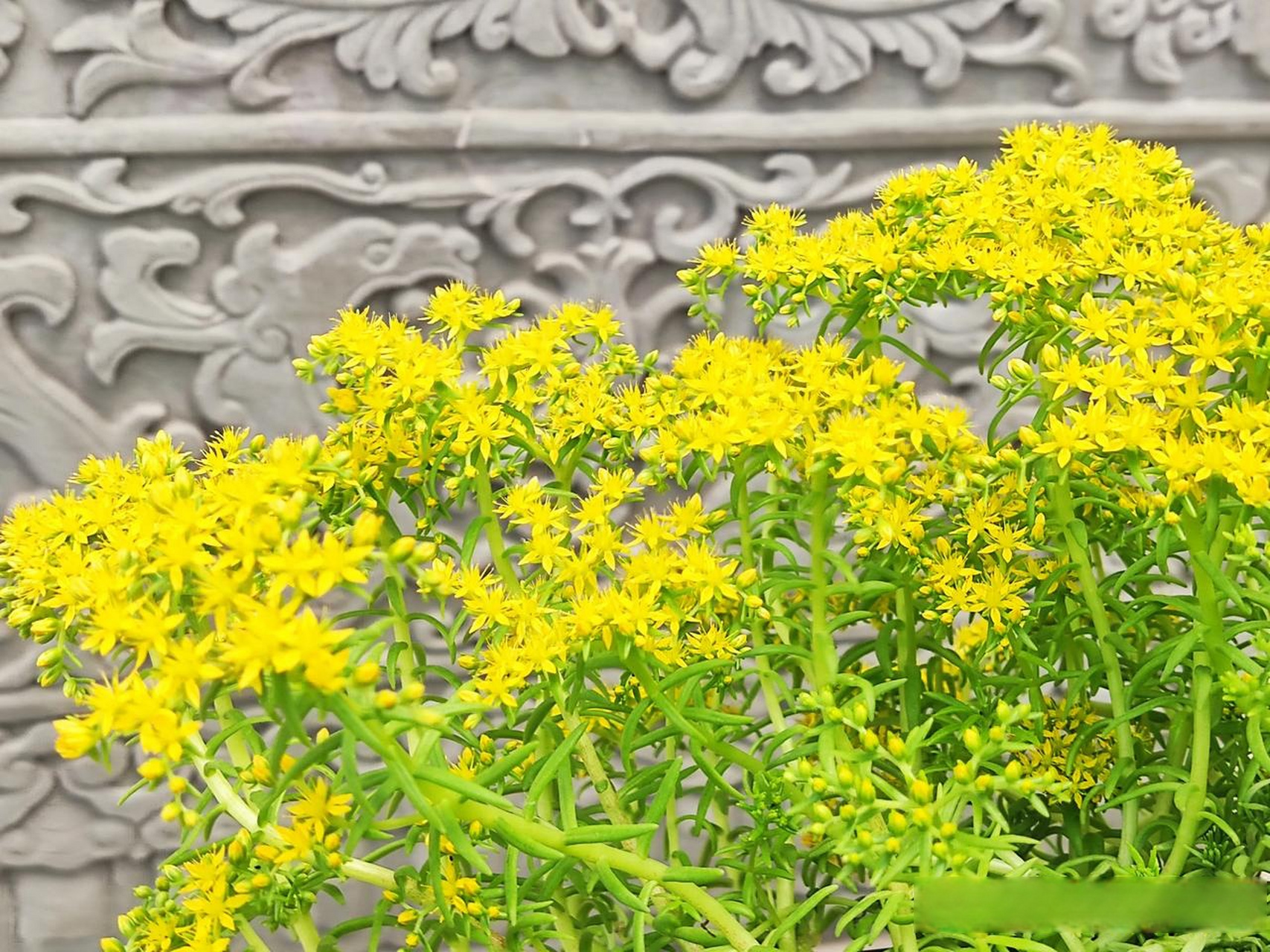小小的叶子,小小的花朵,金灿灿的花,叫它佛甲草,也是因为它在金色的