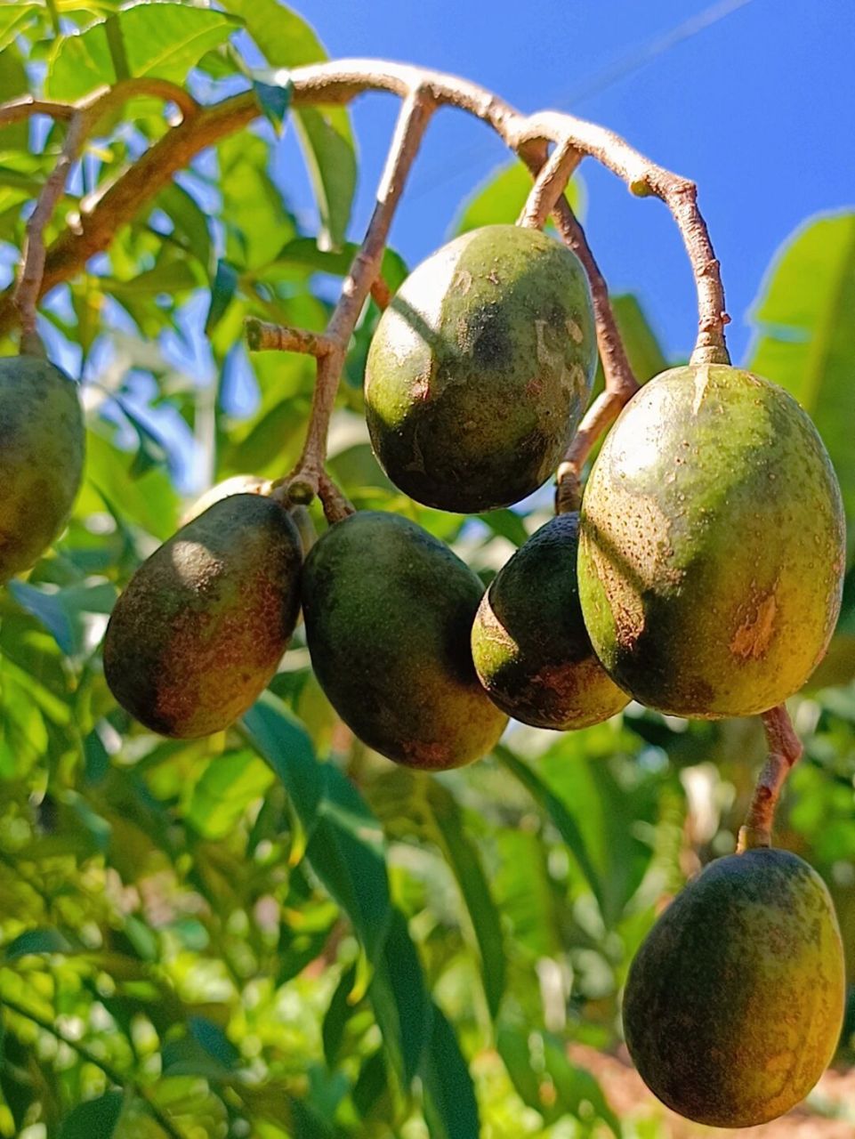 进来说说这些云南的水果你都认识吗?