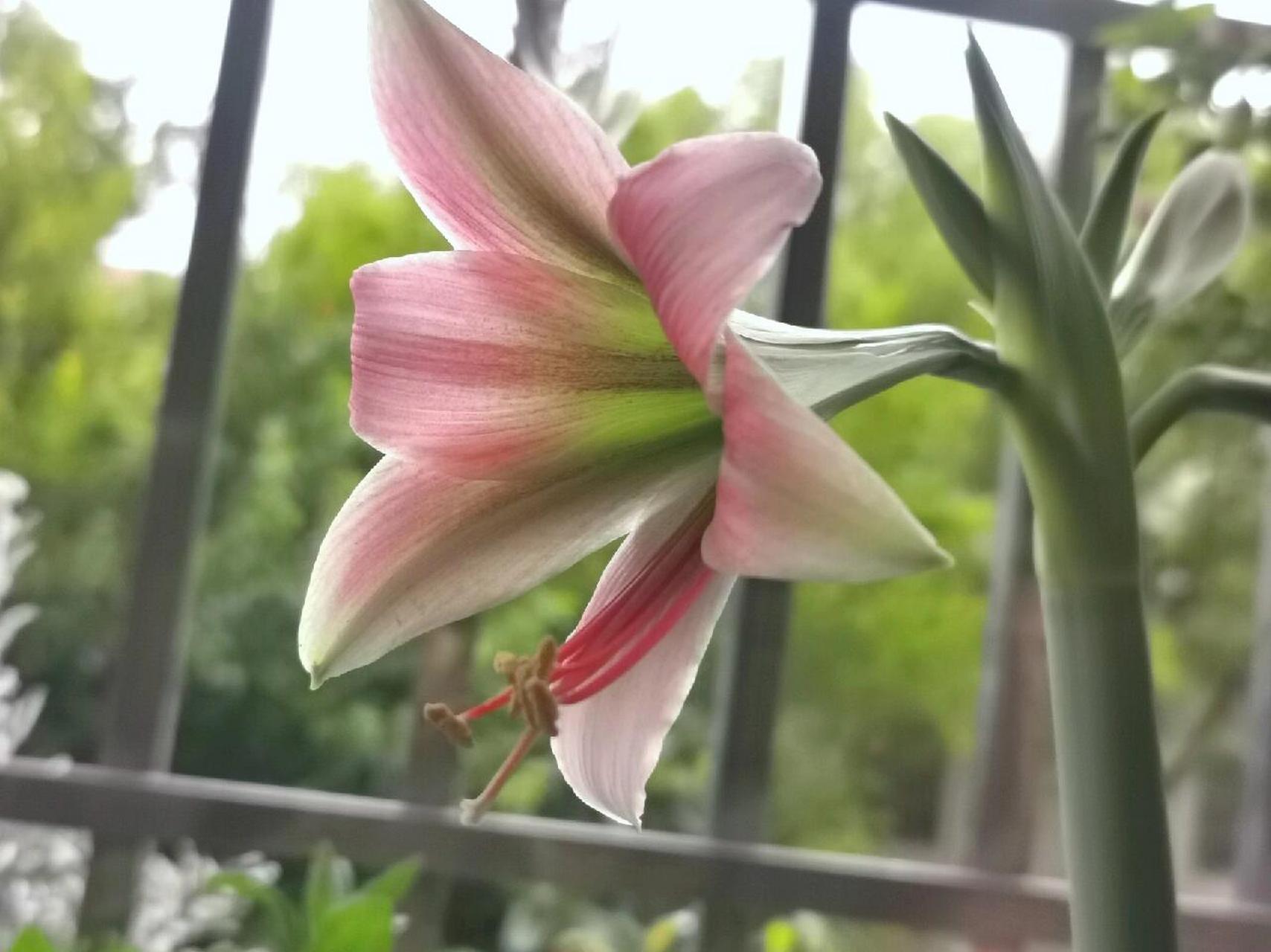朱顶红——迷雾 这款朱顶红花型看着就跟铁炮百合一样,不看球根,就是