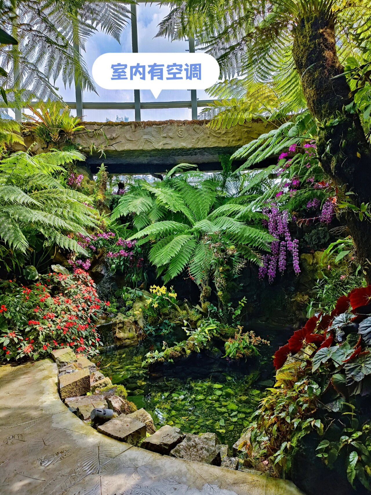 9492 新加坡胡姬花园 | 好疗愈