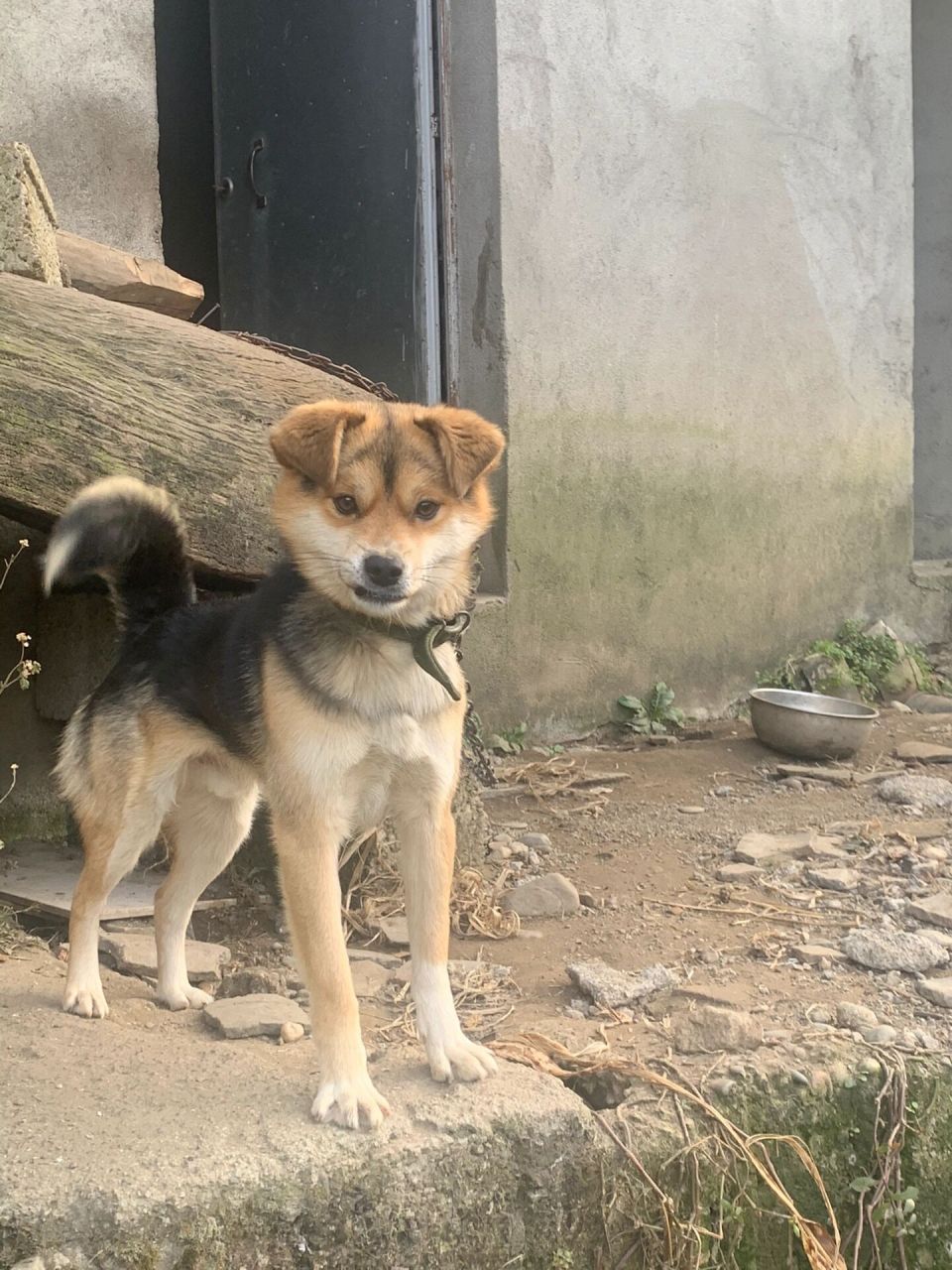 挑战全网最帅小土狗 以前去表哥家看到的小土狗,我真的觉得他好帅啊