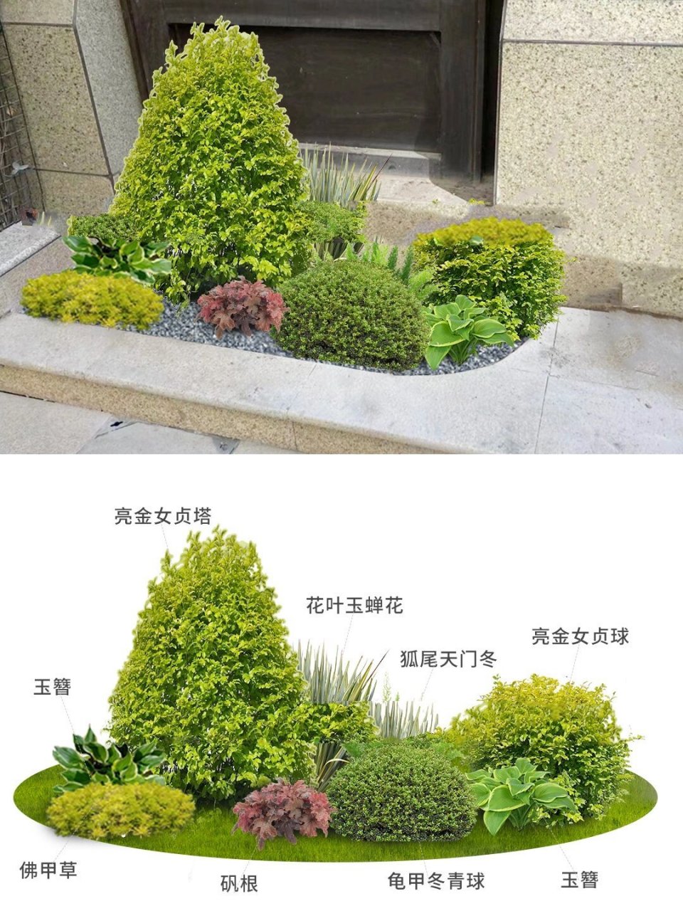 秋冬极简小花镜97花园花坛植物搭配方案清单 植物配置:蓝雪花,芒草