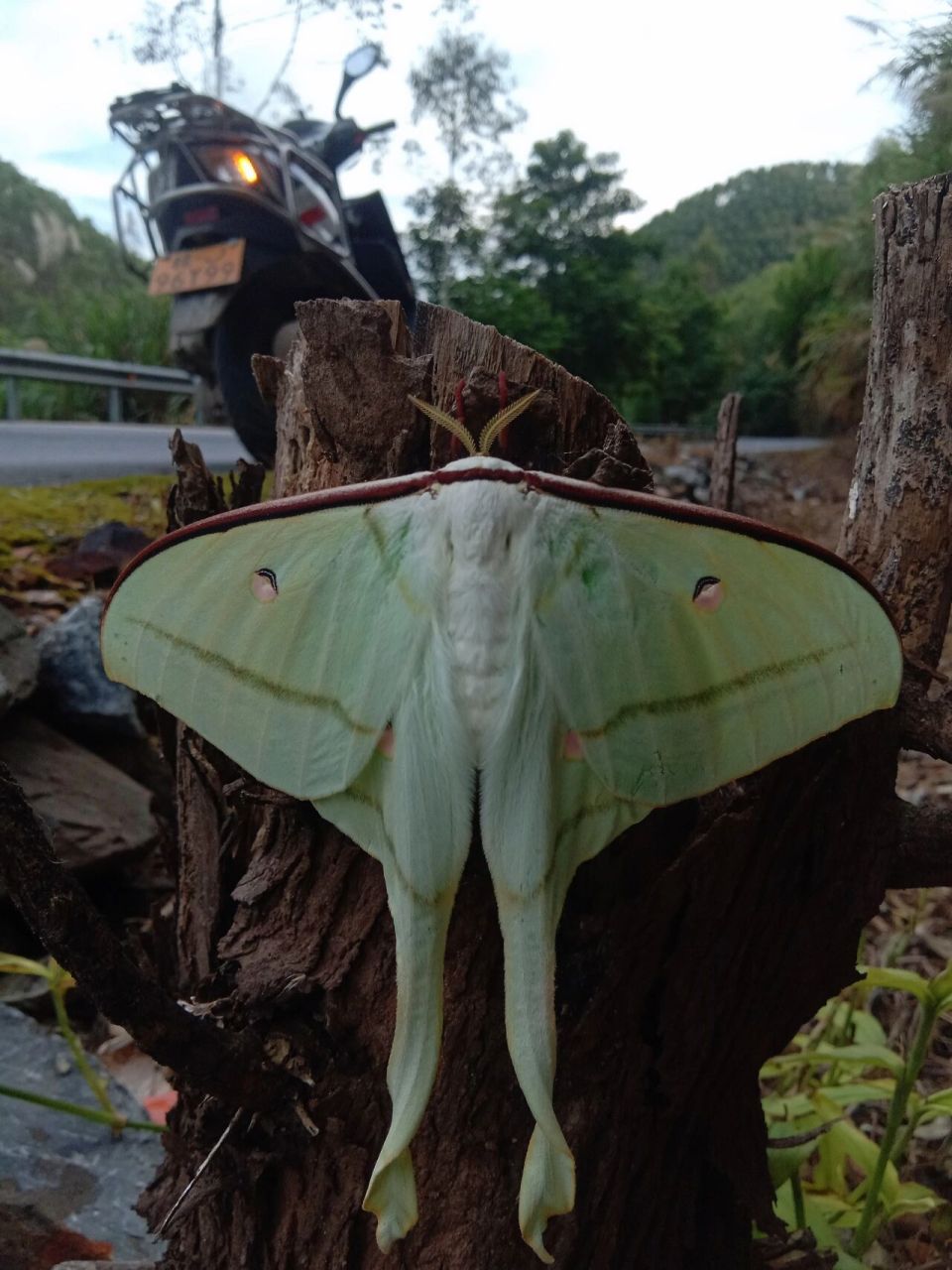 月形天蚕蛾 路上偶遇,看起来挺好看的.